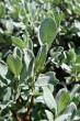 vŕba švajčiarska (Salix helvetica) - vetvička s listami (♂)