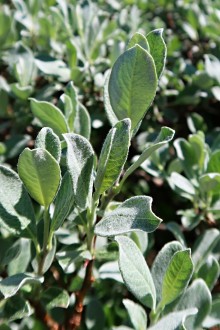 vŕba švajčiarska (Salix helvetica) - vetvička s listami (♂)