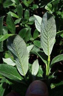 vŕba švajčiarska (Salix helvetica) - spodná strana (♀)