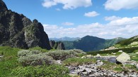 vŕba švajčiarska (Salix helvetica) - Vysoké Tatry (7/2021)
