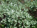 vŕba švajčiarska (Salix helvetica) - vetvička s listami (♂)