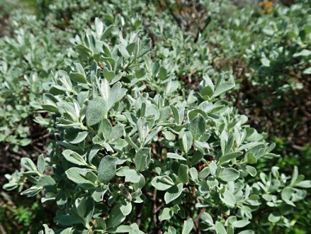 vŕba švajčiarska (Salix helvetica) - vetvička s listami (♂)