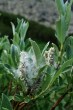 vŕba švajčiarska (Salix helvetica) - pukajúce tobolky uvoľňujúce páperisté nažky