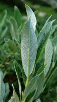 vŕba švajčiarska (Salix helvetica) - spodná strana (♀)