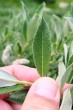 vŕba švajčiarska (Salix helvetica) - vrchná strana (♀)