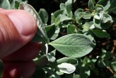 vŕba švajčiarska (Salix helvetica) - vrchná strana (♂)