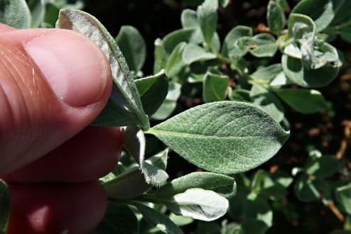 vŕba švajčiarska (Salix helvetica) - vrchná strana (♂)