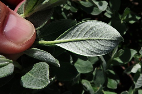 vŕba švajčiarska (Salix helvetica) - spodná strana (♂)