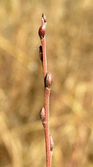 vŕba rozmarínolistá (Salix rosmarinifolia) - púčiky