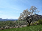 čerešňa vtáčia (Cerasus avium) - Brdárka (5/2021)