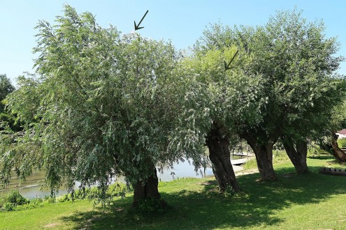vŕba biela (Salix alba) - hlavové vŕby