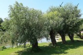 vŕba krehká (Salix fragilis) - hlavové jedince