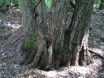 jelša lepkavá (Alnus glutinosa) - tvorba tzv. barlovitých koreňov (NPR Šúr)