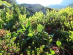 vŕba bylinná (Salix herbacea)