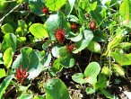 vŕba bylinná (Salix herbacea) - tobolky