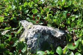 vŕba bylinná (Salix herbacea) - tobolky
