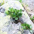 vŕba bylinná (Salix herbacea) - vyfukovaná skalná štrbina