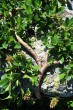 vŕba tupolistá (Salix retusa) - kmienok, borka