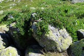 vŕba tupolistá (Salix retusa) - Vysoké Tatry