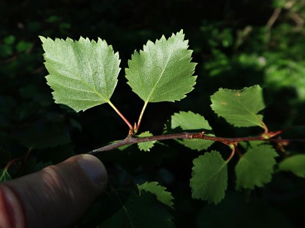 breza karpatská (Betula carpatica) - spodná strana