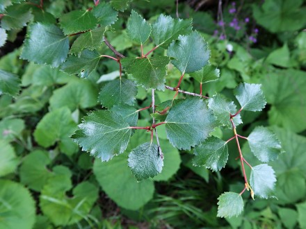 breza karpatská (Betula carpatica) - vetvička s listami (vrchná strana)