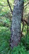 breza karpatská (Betula carpatica) - borka