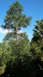 breza karpatská (Betula carpatica) - Kôprová dolina, Vysoké Tatry (7/2021)