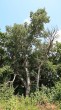 topoľ biely (Populus alba) - NPR Šúr (7/2021)