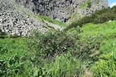 vŕba bobkolistá (Salix phylicifolia) - Nefcerka, Vysoké Tatry (7/2021)