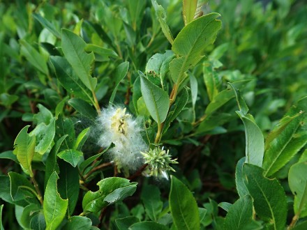 vŕba bobkolistá (Salix phylicifolia) - tobolky uvolňujúce páperisté nažky