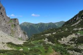 borovica horská (Pinus mugo) - Nefcerka, Vysoké Tatry (7/2021)