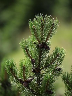 borovica horská (Pinus mugo)