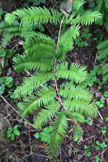 metasekvoja čínska (Metasequoia glyptostroboides) - vetvička s ihlicami  na brachyblastoch