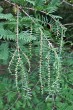metasekvoja čínska (Metasequoia glyptostroboides) - dlhé výhonky (makroblasty)