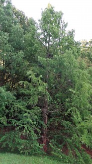 metasekvoja čínska (Metasequoia glyptostroboides) - Arborétum Borová hora (9/2021)