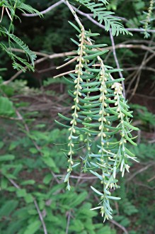metasekvoja čínska (Metasequoia glyptostroboides) - dlhé výhonky (makroblasty)