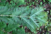 metasekvoja čínska (Metasequoia glyptostroboides) - ihlice na brachyblastoch (spodná strana)