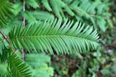 metasekvoja čínska (Metasequoia glyptostroboides) - ihlice na brachyblastoch (vrchná strana)