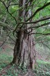 metasekvoja čínska (Metasequoia glyptostroboides) - borka