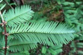 metasekvoja čínska (Metasequoia glyptostroboides) - ihlice na brachyblastoch (spodná strana)