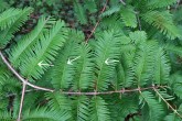 metasekvoja čínska (Metasequoia glyptostroboides) - skrátené výhonky (brachyblasty)