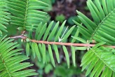 metasekvoja čínska (Metasequoia glyptostroboides) - dlhý výhonok (makroblast)