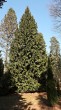 tuja riasnatá (Thuja plicata) - Hrádocké arborétum (3/2021)