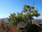 topoľ osikový (Populus tremula) - Malý Sninský kameň, 1 006 m n. m. (10/2021)