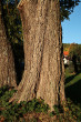 jelša lepkavá (Alnus glutinosa) - borka