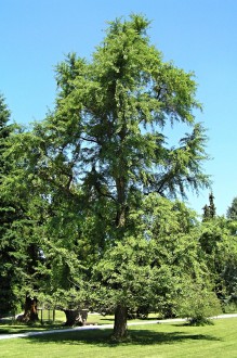 ginko dvojlaločné (Ginkgo biloba)