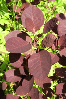 škumpa vlasatá (Cotinus coggygria) - Royal Purple