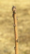 škumpa vlasatá