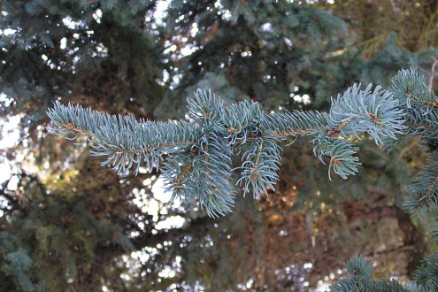 smrek biely (Picea glauca)