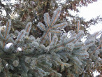 smrek biely (Picea glauca)